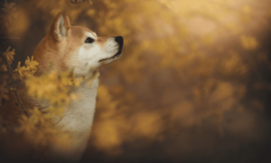 Shiba Inu, Pepe, Dogecoin Explode by Double Digits, Total Liquidations Up to $150M