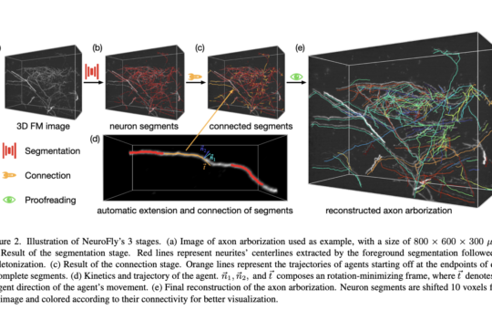 NeuroFly: An AI Framework for Whole-Brain Single Neuron Reconstruction