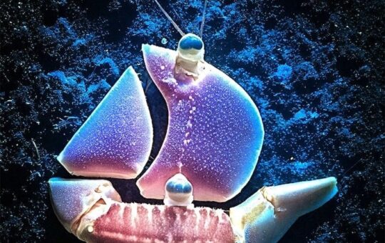 OpenSea’s Trading Activities Soar Following Announcement to Revamp Platform