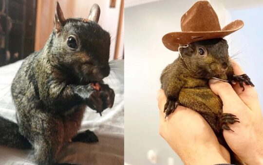 Peanut the Squirrel’s Viral Fame Sparks Meme Coin Frenzy on Solana