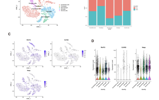 Revealing Biomarkers for Ischemic Stroke: Machine Learning Meets Single-Cell Transcriptomics