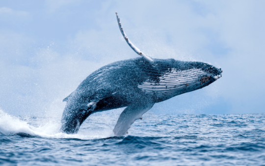 24K BTC Offloaded — Whale’s Billion-Dollar Pivot Shakes Crypto