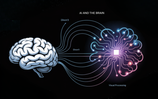 AI and the Brain: How DINOv3 Models Reveal Insights into Human Visual Processing