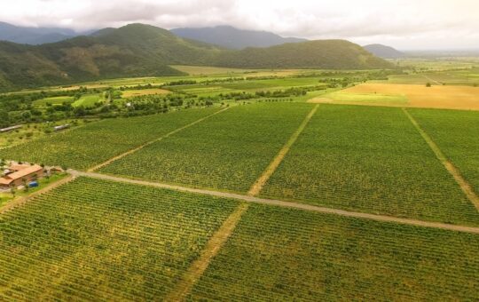 Georgia Secures $100M Partnership to Advance Tokenized Real‑World Asset (RWA) Agriculture