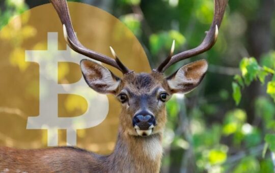 Bitcoin miner Bitdeer reports $169.7M revenue beat in Q3 earnings