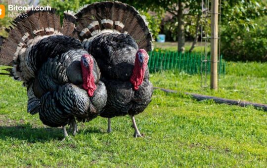 Here’s Why Bitcoin Is Rallying Just Before Thanksgiving