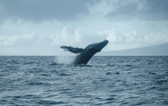 New whale wallet deposits $7M into Hyperliquid for $BTC, $XRP short positions