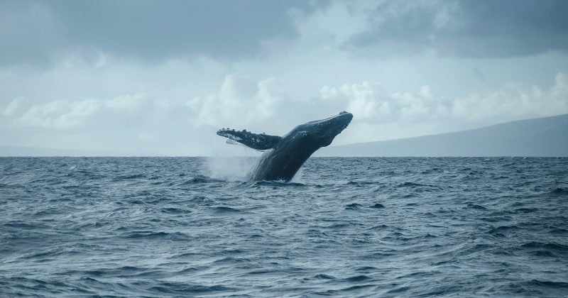 New whale wallet deposits $7M into Hyperliquid for $BTC, $XRP short positions