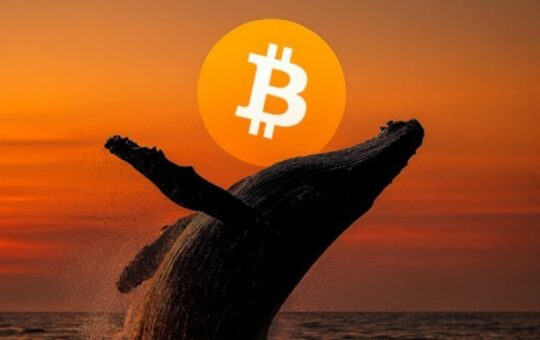 Bitcoin whale posts $50 million gain on BTC, ETH and SOL longs