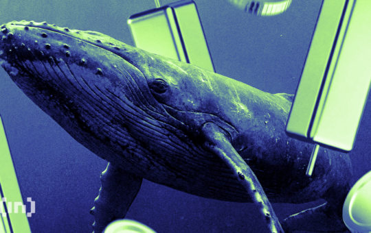 White Whale Meme Coin Rallies 180% After Massive Crash, How?