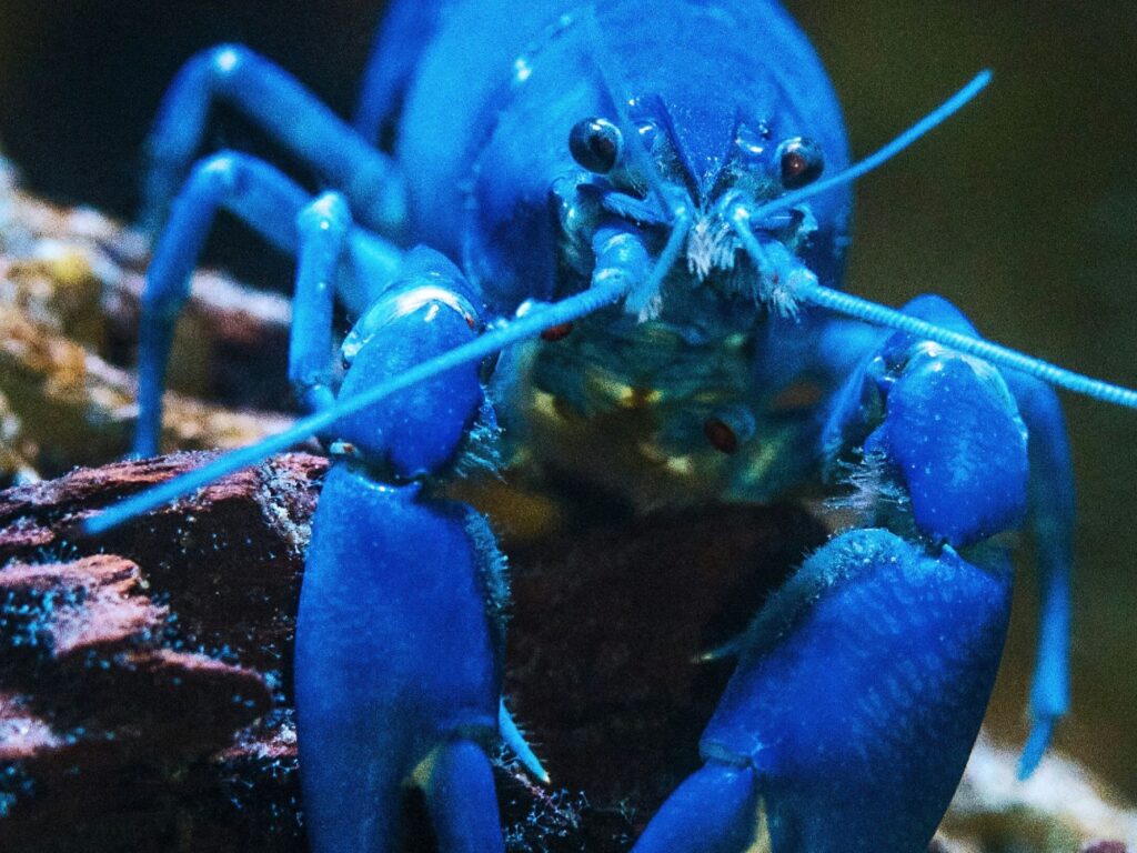 Blue lobster as, with the launch of KiloClaw, enterprises now have a tool to enforce governance over autonomous agents and manage shadow AI.