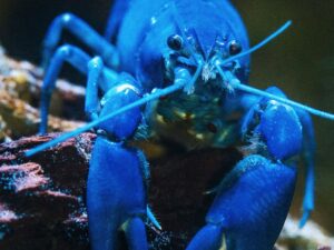 Blue lobster as, with the launch of KiloClaw, enterprises now have a tool to enforce governance over autonomous agents and manage shadow AI.
