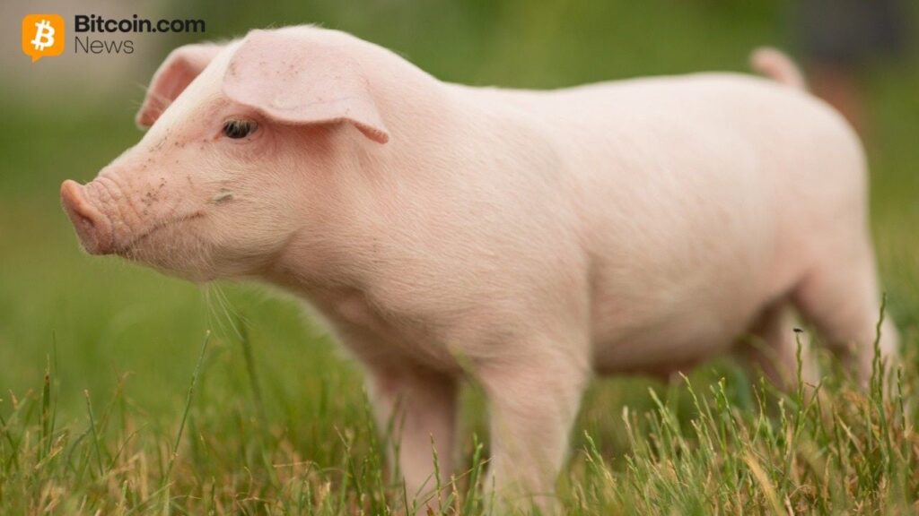 China Confirms Participation in 'First of Its Kind' Anti-Pig Butchering Operation