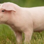 China Confirms Participation in ‘First of Its Kind’ Anti-Pig Butchering Operation