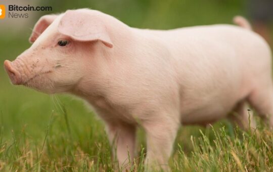 China Confirms Participation in 'First of Its Kind' Anti-Pig Butchering Operation