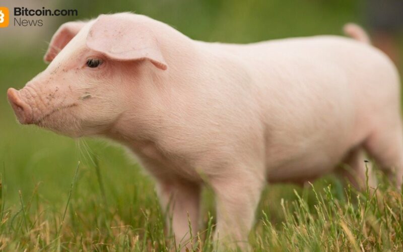 China Confirms Participation in 'First of Its Kind' Anti-Pig Butchering Operation