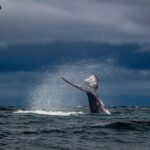 Ethereum Whale Dumps 20,000 ETH for $41.18M in a Single Hour as $2,000 Support Emerges