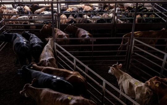 Trump postpones beef tariff cuts amid concerns from US cattle farmers