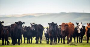 US to temporarily lower beef import tariffs, WSJ reports