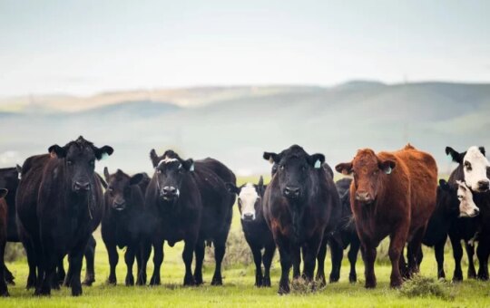 US to temporarily lower beef import tariffs, WSJ reports