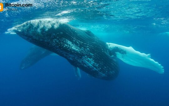 Whale Who Spent $62M on Uniswap and Compound Tokens Is Now Selling at a $39.7M Loss