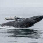 A Whale Just Opened $48 Million in Shorts Against Bitcoin, Solana and Ethereum