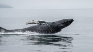A Whale Just Opened $48 Million in Shorts Against Bitcoin, Solana and Ethereum