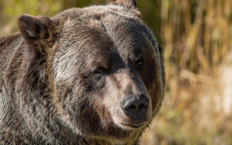 Grayscale Sees 2 Paths out of Bitcoin Bear Market as Key Catalysts Near