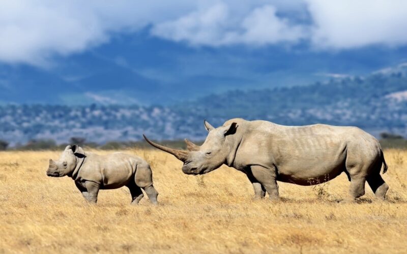 Safaricom Teams With Chainalysis as AI Hunts Payments Linked to Illegal Wildlife Trade