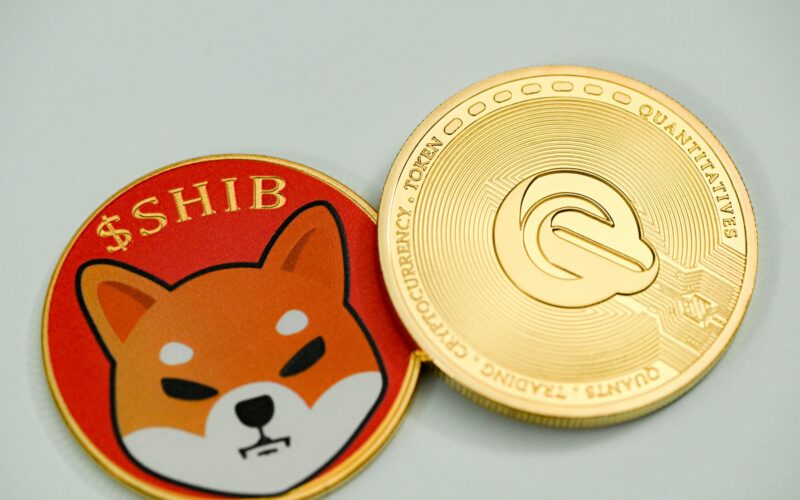 shiba inu