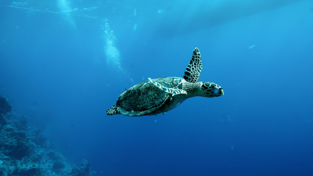 China Warns of 'Spy Turtles' Fitted With Sensors in Its Territorial Waters