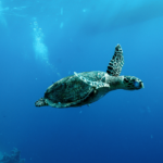 China Warns of ‘Spy Turtles’ Fitted With Sensors in Its Territorial Waters