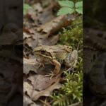 Frogs #crypto #dreamtrackai #cryptonews