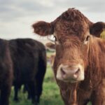 How Tokenized Cows Are Revolutionizing Agricultural Finance in Brazil – Bitcoin News