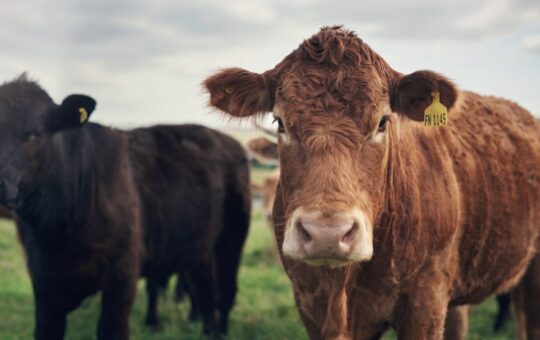 How Tokenized Cows Are Revolutionizing Agricultural Finance in Brazil – Bitcoin News