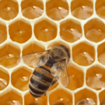 In 1984, NASA Sent 3,301 Bees to Space and They Built Comb in Seven Days