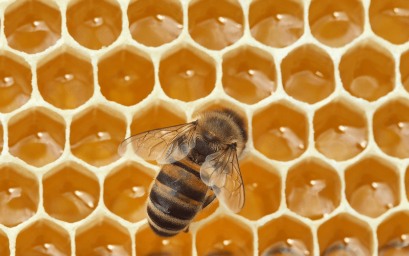 In 1984, NASA Sent 3,301 Bees to Space and They Built Comb in Seven Days