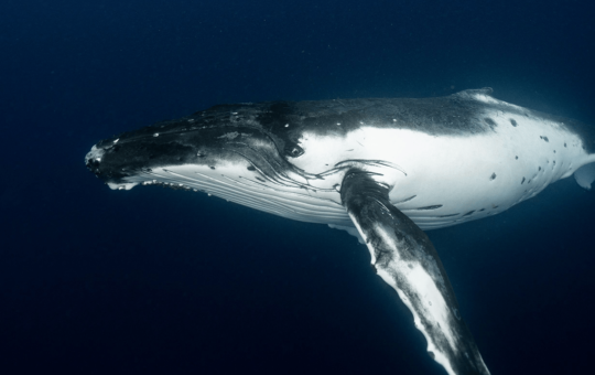 Satoshi-Era Bitcoin Whale Awakens, Moves $48M in Vintage BTC