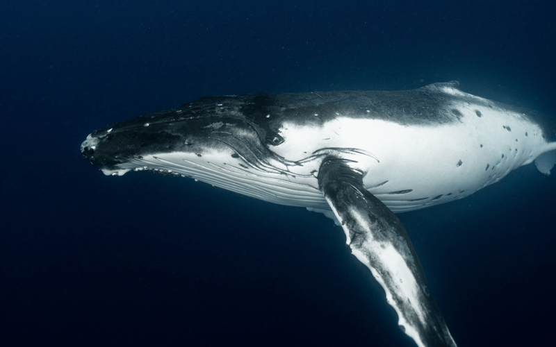 Satoshi-Era Bitcoin Whale Awakens, Moves $48M in Vintage BTC