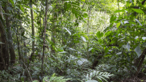 Sixteen Years After 12,000 Tons of Orange Peels, a Costa Rica Forest Grew Back
