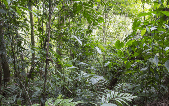 Sixteen Years After 12,000 Tons of Orange Peels, a Costa Rica Forest Grew Back