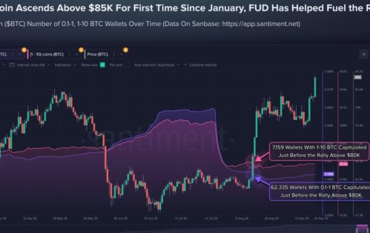 Smaller Bitcoin Holders Sold Before $85K Rally as 69,494 Wallets Exit