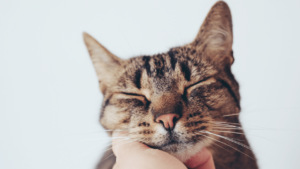 Your Cat's Unique Vocalization May Mimic the Sound of an Infants Cry