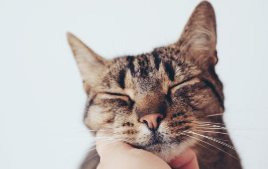Your Cat's Unique Vocalization May Mimic the Sound of an Infants Cry