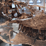 A 66-Million-Year-Old Tooth Shows T. Rex Ran Almost as Warm as a Human Body