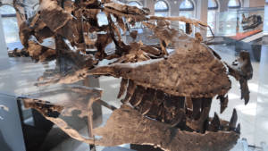 A 66-Million-Year-Old Tooth Shows T. Rex Ran Almost as Warm as a Human Body