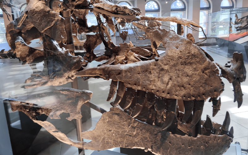 A 66-Million-Year-Old Tooth Shows T. Rex Ran Almost as Warm as a Human Body