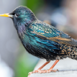 Birds Across Europe Flee Sooner When a Woman Approaches Than a Man, and Scientists Have No Idea Why