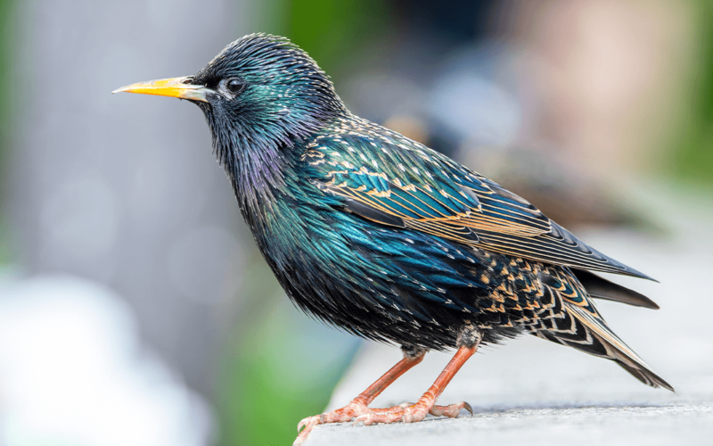 Birds Across Europe Flee Sooner When a Woman Approaches Than a Man, and Scientists Have No Idea Why