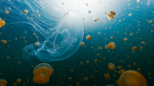 NASA Sent Thousands of Jellyfish to Space in 1991. The Babies Born Up There Couldn't Handle Earth